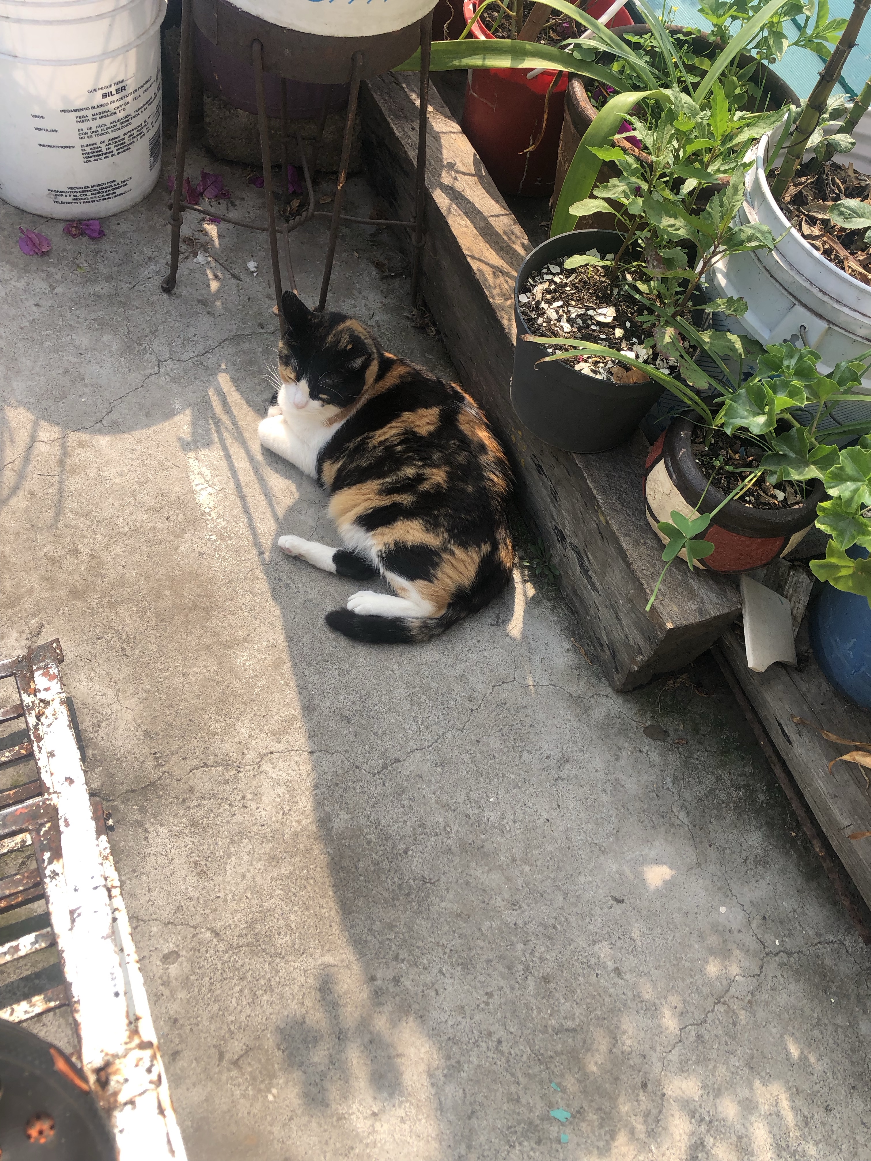 Animales de compañía.